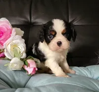 AKC Avery, a female Cavalier King Charles Spaniel for sale in Elizabethton, TN – 2 of 7
