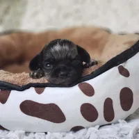 Tiny George, a male Cavalier King Charles Spaniel and Chihuahua for sale in Elizabethton, TN – 8 of 10