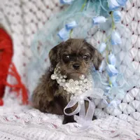 Toby, a male Cavapoo for sale in Elizabethton, TN – 3 of 5