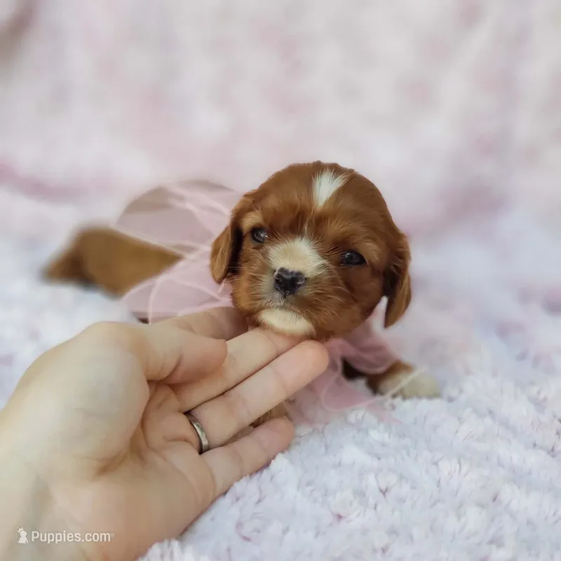 AKC Gracie – Cavalier King Charles Spaniel puppy for sale in Elizabethton, TN