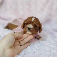 AKC Gracie, a female Cavalier King Charles Spaniel for sale in Elizabethton, TN – 4 of 8