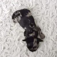 Tiny George, a male Cavalier King Charles Spaniel and Chihuahua for sale in Elizabethton, TN – 6 of 9