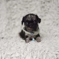 Noah, a male Cavalier King Charles Spaniel and Chihuahua for sale in Elizabethton, TN – 9 of 10