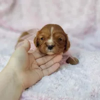AKC Ladybug, a female Cavalier King Charles Spaniel for sale in Elizabethton, TN – 5 of 5