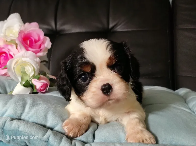 AKC Avery – Cavalier King Charles Spaniel puppy for sale in Elizabethton, TN