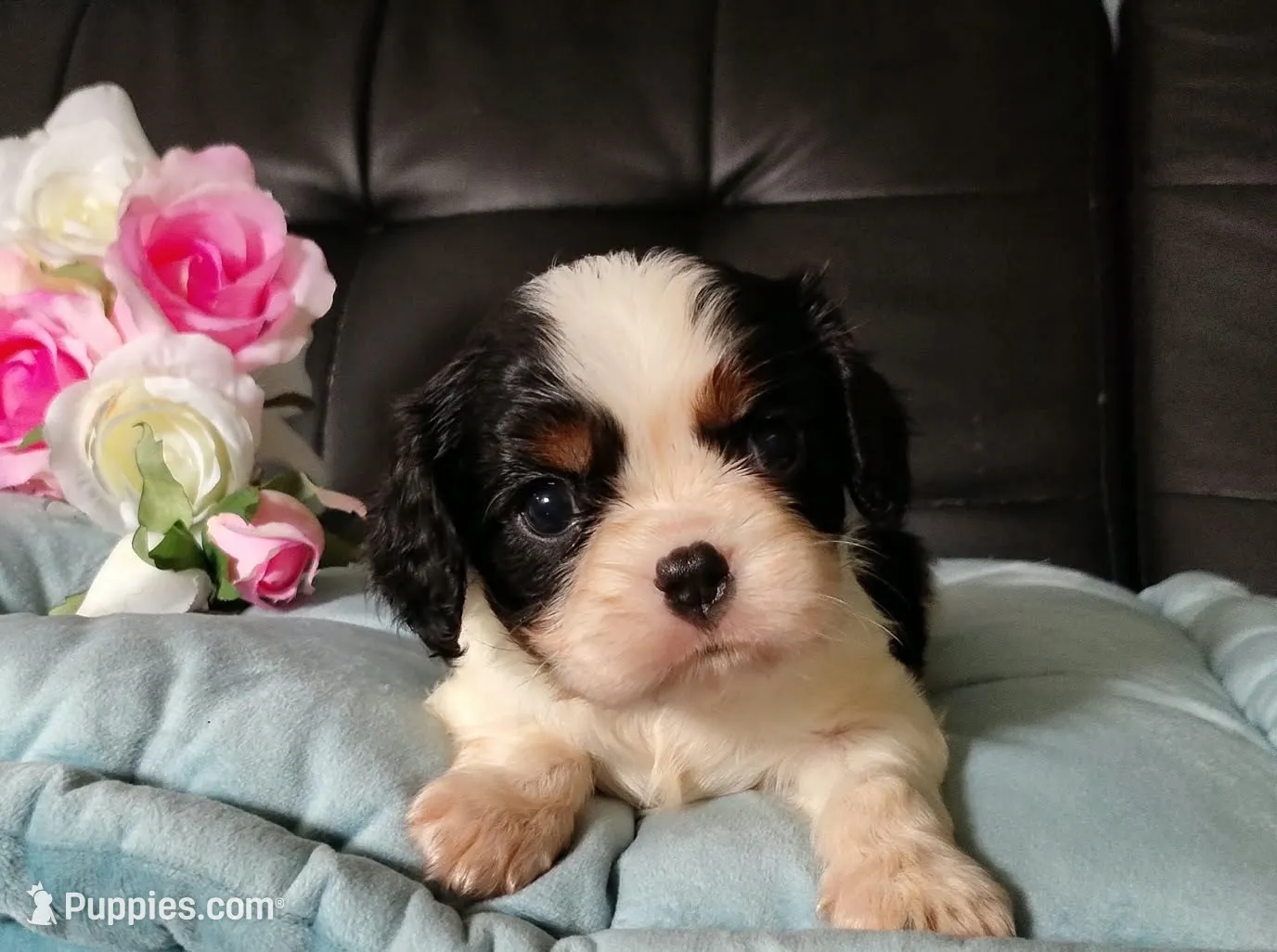 AKC Avery, a female Cavalier King Charles Spaniel for sale in Elizabethton, TN – 1 of 7