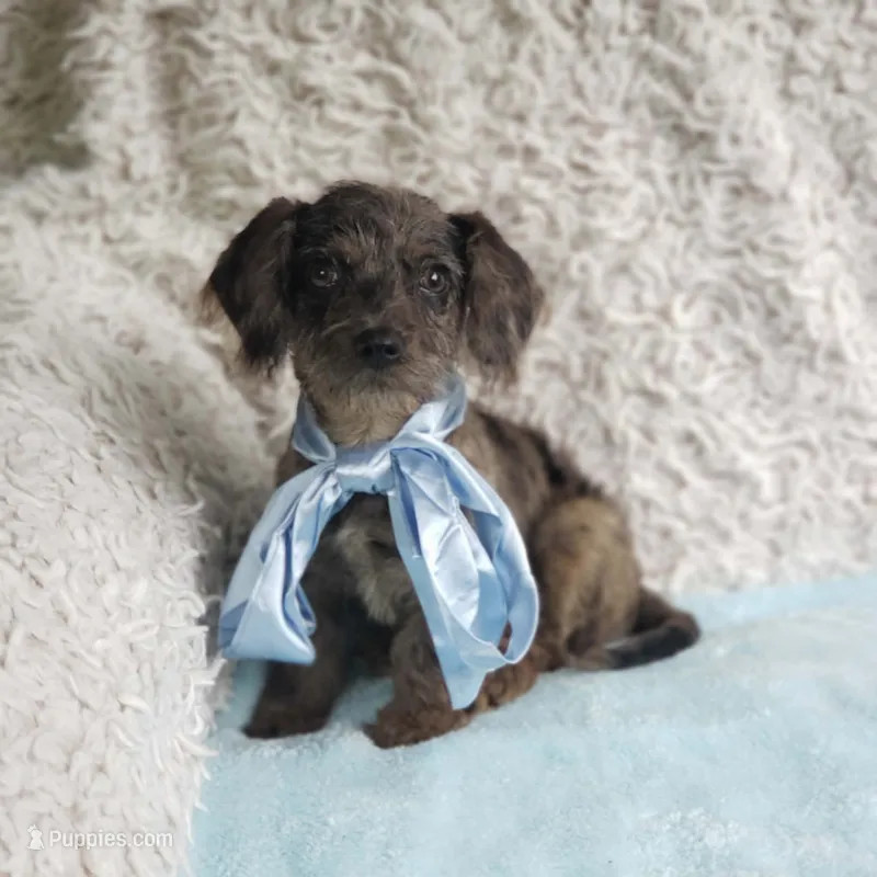 James  – Cavalier King Charles Spaniel, Poodle - Toy  puppy for sale in Elizabethton, TN