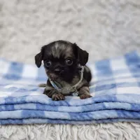 Noah, a male Cavalier King Charles Spaniel and Chihuahua for sale in Elizabethton, TN – 1 of 9