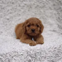 Reuben, a male Cavalier King Charles Spaniel and Poodle - Toy  for sale in Elizabethton, TN – 7 of 10