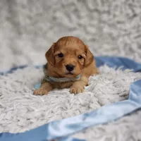 Liam, a male Cavapoo for sale in Elizabethton, TN – 5 of 6
