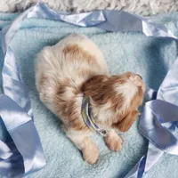 Westley, a male Cavalier King Charles Spaniel for sale in Elizabethton, TN – 4 of 6