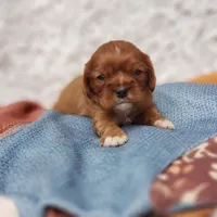 AKC Ferguson, a male Cavalier King Charles Spaniel for sale in Elizabethton, TN – 7 of 7