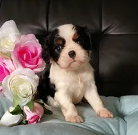 AKC Avery, a female Cavalier King Charles Spaniel for sale in Elizabethton, TN – 4 of 7