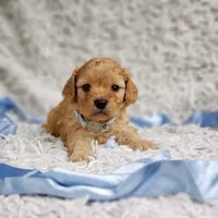 Presley, a male Cavalier King Charles Spaniel and Poodle - Toy  for sale in Elizabethton, TN – 7 of 10