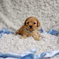 Presley, a male Cavalier King Charles Spaniel and Poodle - Toy  for sale in Elizabethton, TN – 6 of 10