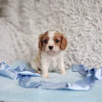 Westley, a male Cavalier King Charles Spaniel for sale in Elizabethton, TN – 4 of 10