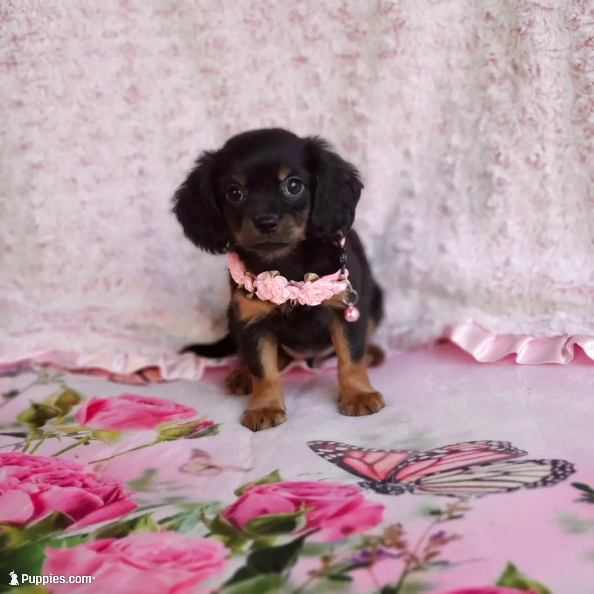 Daisy, a female Cavalier King Charles Spaniel and Chihuahua for sale in Elizabethton, TN – 1 of 7
