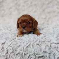 AKC Ferguson, a male Cavalier King Charles Spaniel for sale in Elizabethton, TN – 5 of 10