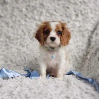 Westley, a male Cavalier King Charles Spaniel for sale in Elizabethton, TN – 2 of 8