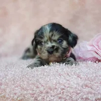 Charlotte, a female Cavalier King Charles Spaniel and Chihuahua for sale in Elizabethton, TN – 9 of 10