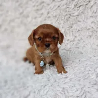 AKC Ferguson, a male Cavalier King Charles Spaniel for sale in Elizabethton, TN – 10 of 10