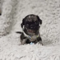 Noah, a male Cavalier King Charles Spaniel and Chihuahua for sale in Elizabethton, TN – 8 of 10
