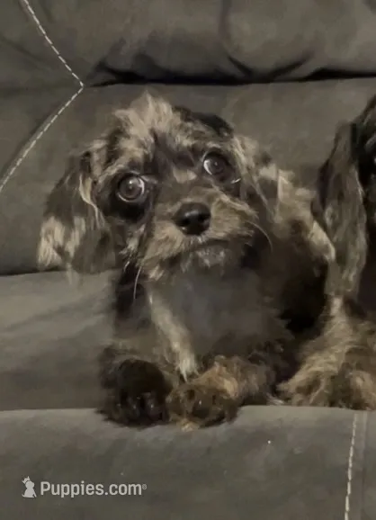 Mason – Cavalier King Charles Spaniel, Poodle - Toy  puppy for sale in Elizabethton, TN