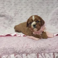 AKC Ember, a female Cavalier King Charles Spaniel for sale in Elizabethton, TN – 8 of 9