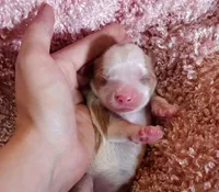 AKC Gracie , a female Cavalier King Charles Spaniel for sale in Elizabethton, TN – 2 of 2