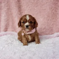 AKC Georgia, a female Cavalier King Charles Spaniel for sale in Elizabethton, TN – 3 of 9