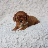 AKC Ferguson, a male Cavalier King Charles Spaniel for sale in Elizabethton, TN – 8 of 10
