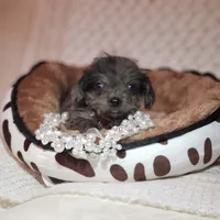 Tatum, a male Cavapoo for sale in Elizabethton, TN – 2 of 8