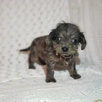 Tatum, a male Cavapoo for sale in Elizabethton, TN – 6 of 8