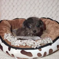 Tatum, a male Cavapoo for sale in Elizabethton, TN – 8 of 8
