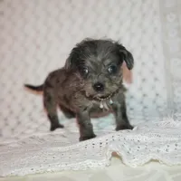 Tatum, a male Cavapoo for sale in Elizabethton, TN – 5 of 8