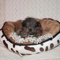 Tatum, a male Cavapoo for sale in Elizabethton, TN – 7 of 8