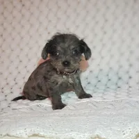 Tatum, a male Cavapoo for sale in Elizabethton, TN – 4 of 8