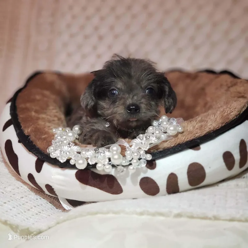 Tatum – Cavapoo puppy for sale in Elizabethton, TN