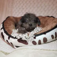 Tatum, a male Cavapoo for sale in Elizabethton, TN – 1 of 8