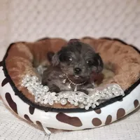 Tatum, a male Cavapoo for sale in Elizabethton, TN – 3 of 8