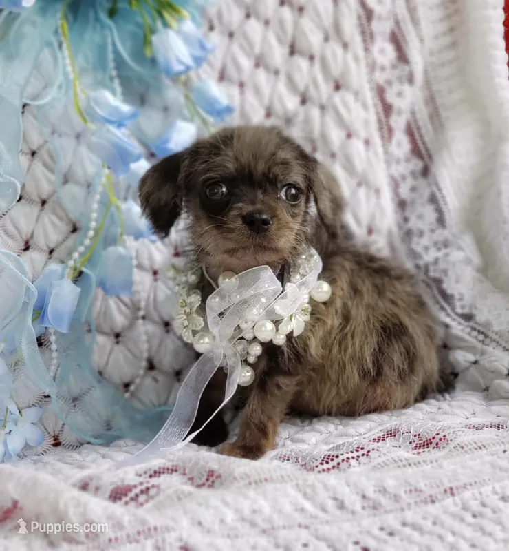 Toby – Cavapoo puppy for sale in Elizabethton, TN