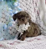 Toby, a male Cavapoo for sale in Elizabethton, TN – 1 of 5