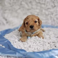 Presley , a male Cavalier King Charles Spaniel and Poodle - Toy  for sale in Elizabethton, TN – 3 of 4