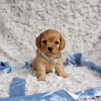 Liam, a male Cavalier King Charles Spaniel and Poodle - Toy  for sale in Elizabethton, TN – 5 of 7