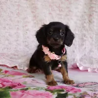 Daisy, a female Cavalier King Charles Spaniel and Chihuahua for sale in Elizabethton, TN – 4 of 7