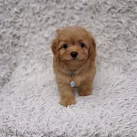 Liam, a male Cavalier King Charles Spaniel and Poodle - Toy  for sale in Elizabethton, TN – 2 of 5
