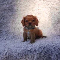 AKC Ferguson, a male Cavalier King Charles Spaniel for sale in Elizabethton, TN – 5 of 6