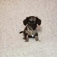 Noah, a male Cavalier King Charles Spaniel and Chihuahua for sale in Elizabethton, TN – 6 of 6