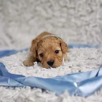Presley , a male Cavalier King Charles Spaniel and Poodle - Toy  for sale in Elizabethton, TN – 4 of 4