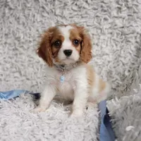 Westley, a male Cavalier King Charles Spaniel for sale in Elizabethton, TN – 3 of 8